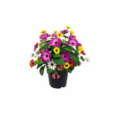 Artificial aster flowers in black pot with pink yellow red and white blooms on white background