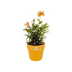 Epidendrum orange orchid plant with bright orange flowers in elho B.for Original Round ochre yellow pot on white background