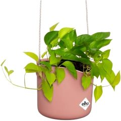 Elho B.for Soft Round hanging basket in dusty pink with trailing pothos plant on white background