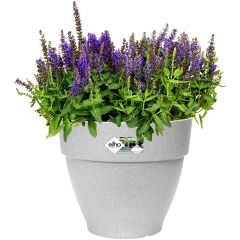 Elho grey textured round plant pot with purple salvia flowers on white background