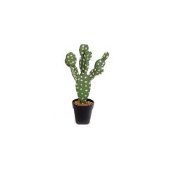 Potted cactus with multiple green stems covered in small polka dots, set against a white background.