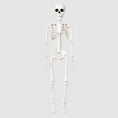 Poseable Skeleton for Halloween