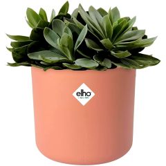 Plant Pots